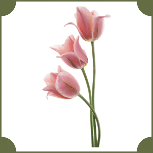 Flower that start with T