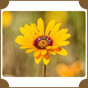 Flower that start with U