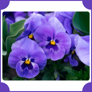Flower that start with V