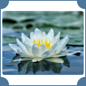 Flower that start with W