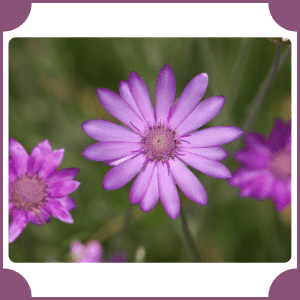 Flower that start with X
