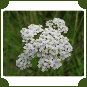 Flower that start with Y