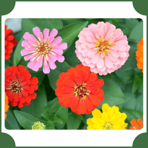 Flower that start with Z