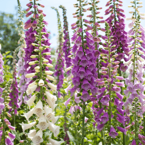 Foxglove | Giant Flowers with Names