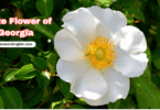 Georgia State Flower with Name and Picture
