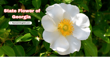 Georgia State Flower with Name and Picture