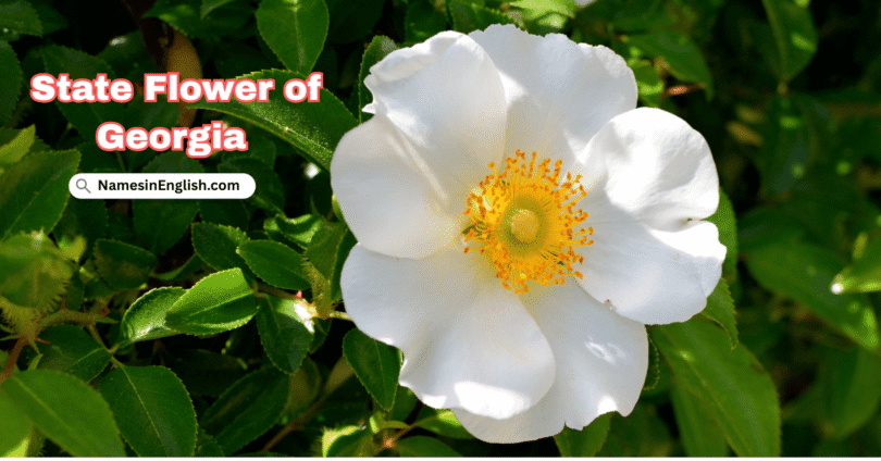 Georgia State Flower with Name and Picture