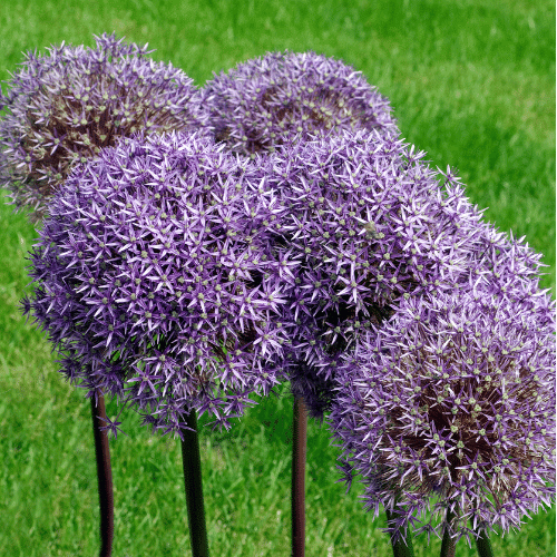 Giant Allium