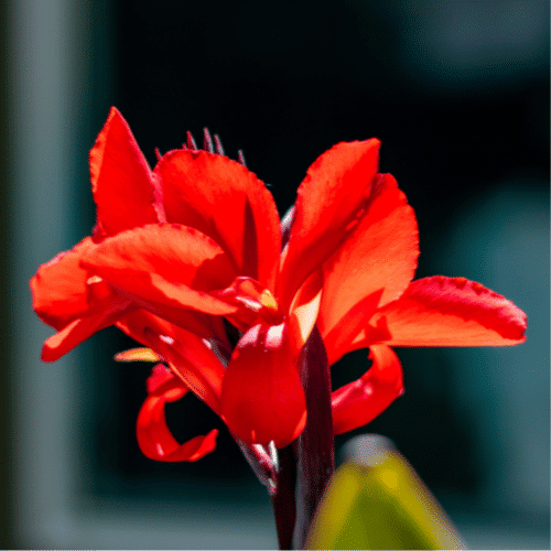 Giant Canna Lily