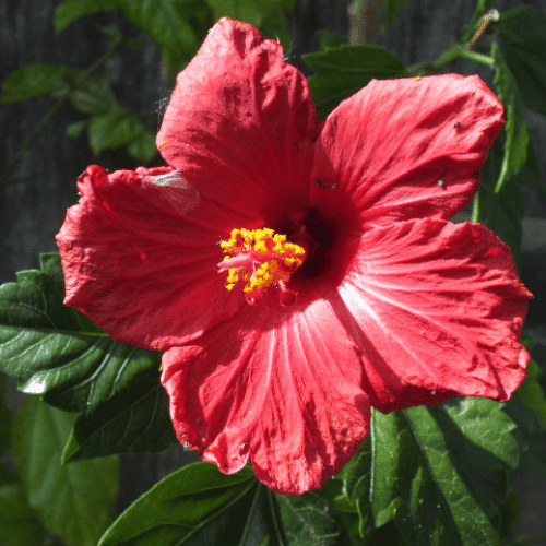 Giant Hibiscus