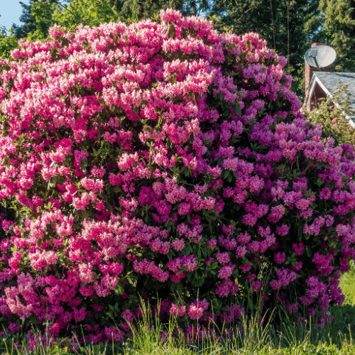 Giant Rhododendron