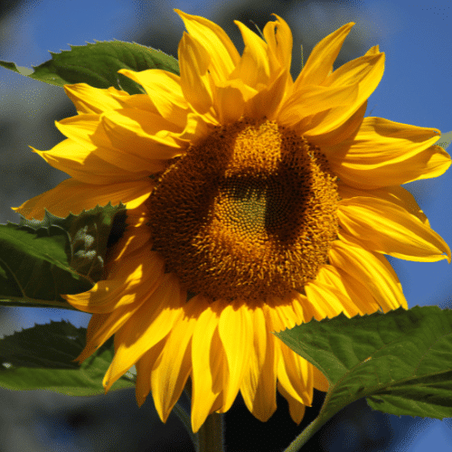 Giant Sunflower | Giant Flowers with Names