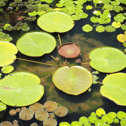 Giant Water Lily | Giant Flowers with Names
