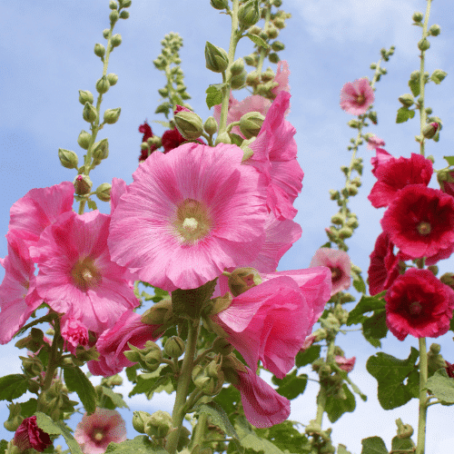 Hollyhock
