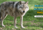 Italy National Animal with Name and Picture