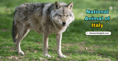 Italy National Animal with Name and Picture