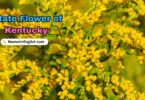 Kentucky State Flower with Name and Picture