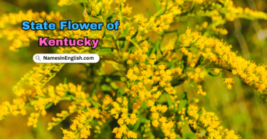 Kentucky State Flower with Name and Picture