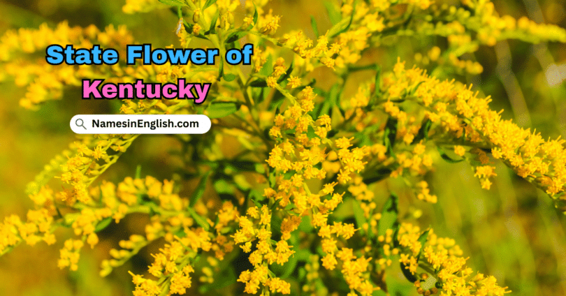 Kentucky State Flower with Name and Picture