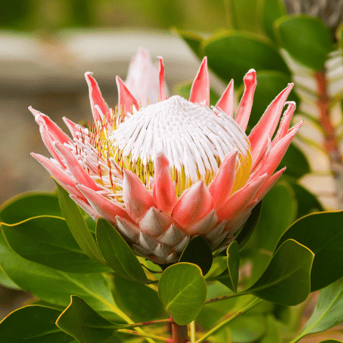 King Protea
