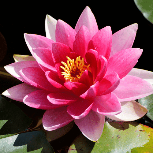 Lotus | Giant Flowers with Names
