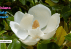 Louisiana State Flower with Name and Picture