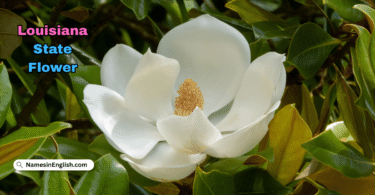 Louisiana State Flower with Name and Picture