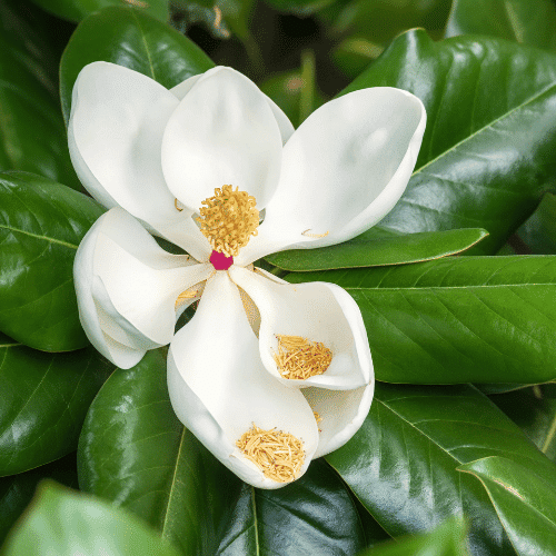 Magnolia | Giant Flowers with Names
