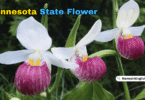Minnesota State Flower with Name and Picture