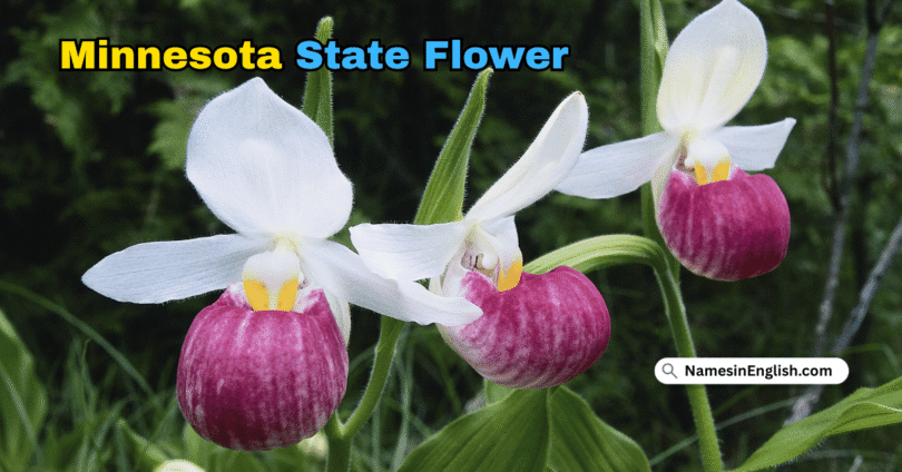 Minnesota State Flower with Name and Picture