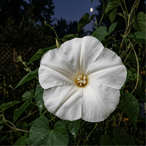 Moonflower