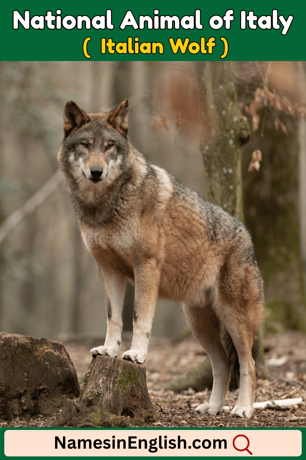 Name of National Animal of Italy