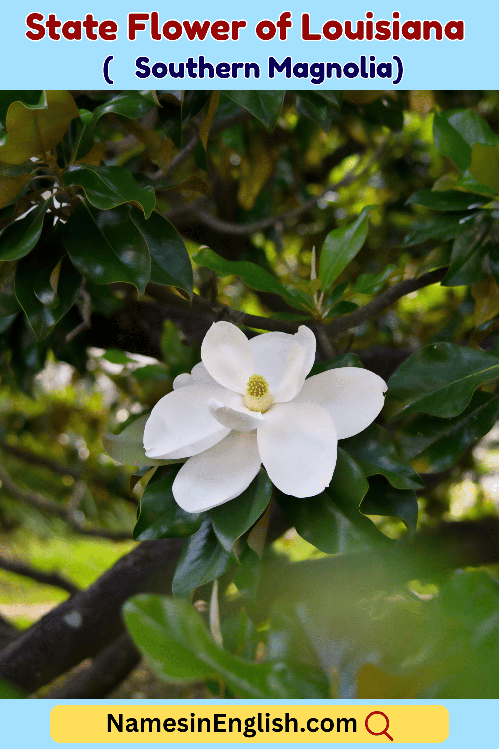 Name of State Flower of Louisiana
