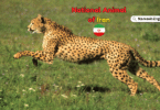 National Animal of Iran with Name in English and Picture