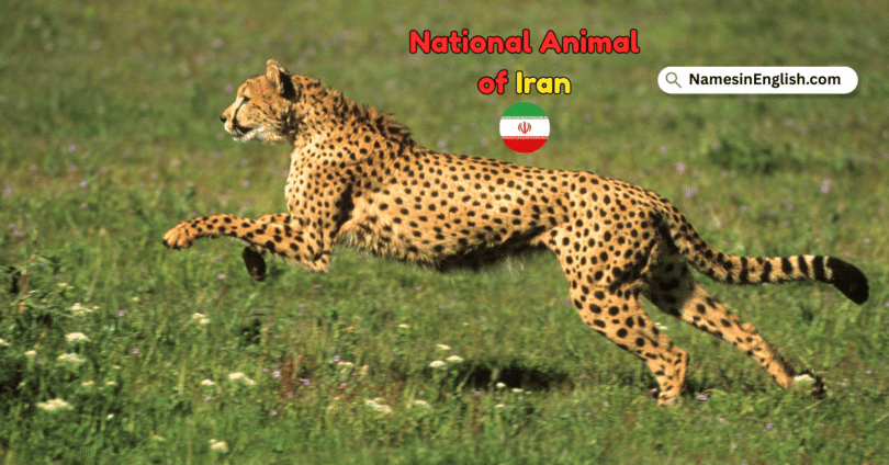 National Animal of Iran with Name in English and Picture