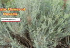 Nevada State Flower with Name and Picture