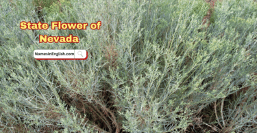 Nevada State Flower with Name and Picture