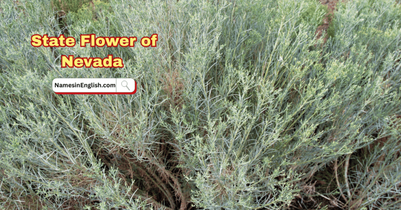 Nevada State Flower with Name and Picture
