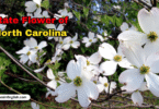 North Carolina State Flower with Name and Picture