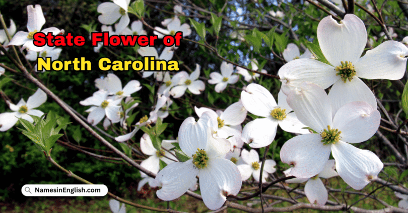 North Carolina State Flower with Name and Picture