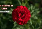 Ohio State Flower with Name and Picture