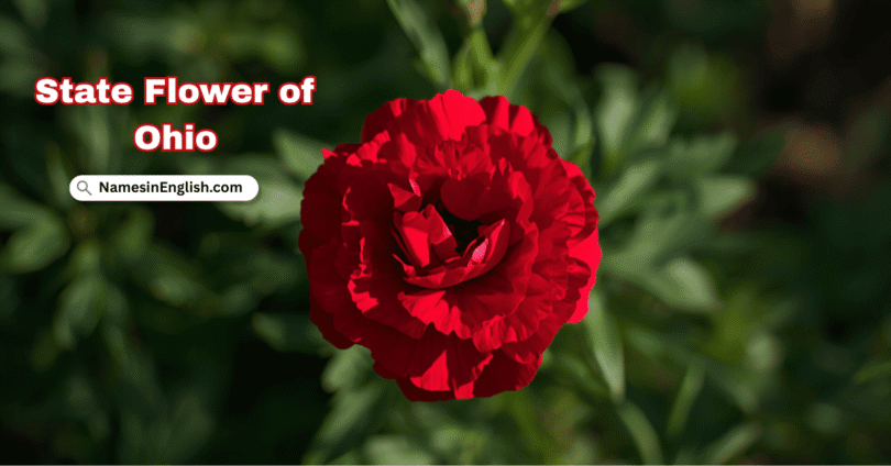 Ohio State Flower with Name and Picture