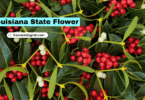 Oklahoma State Flower with Name and Picture