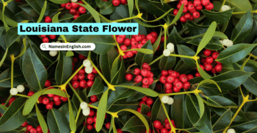 Oklahoma State Flower with Name and Picture