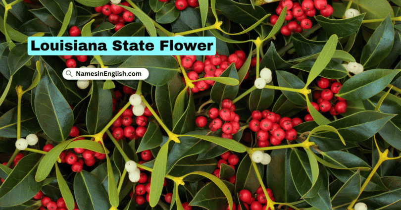 Oklahoma State Flower with Name and Picture