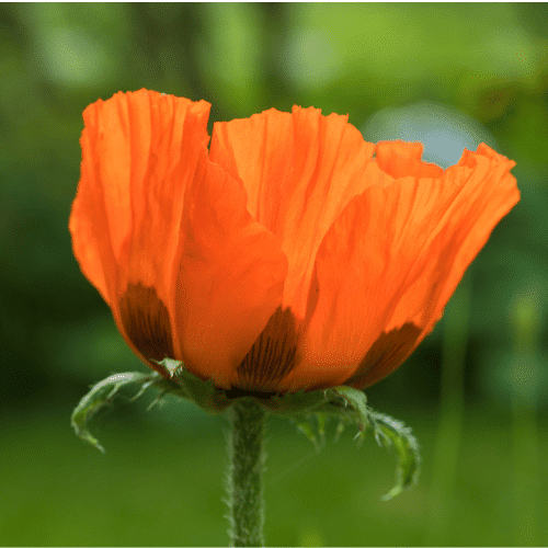 Oriental Poppy