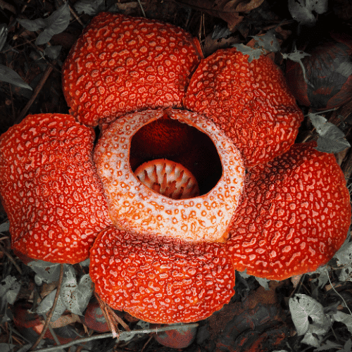 Rafflesia | Giant Flowers with Names