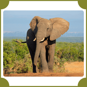 Scientific Name of Elephant | Scientific Names of Animals