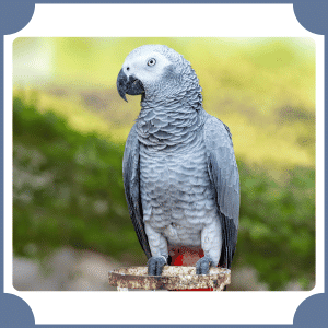 Scientific Name of Parrot