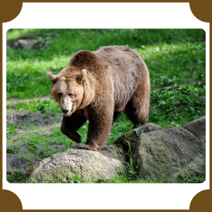 Scientific Name of Bear